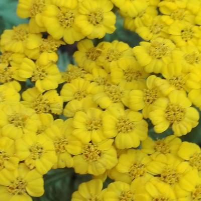 Duizendblad - Achillea tomentosa