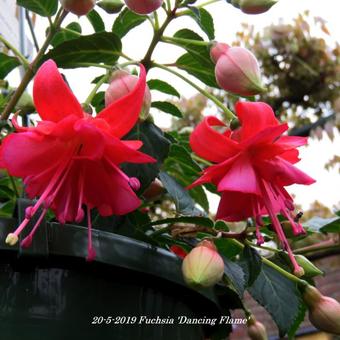 Fuchsia 'Dancing Flame'