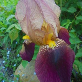 Iris germanica 'Indian Chief'