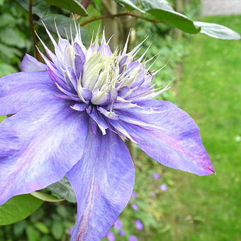 Clematis 'Multi Blue'