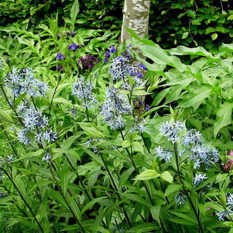 Amsonia tabernaemontana