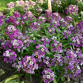 Lobularia 'Deep Lavender STREAM'