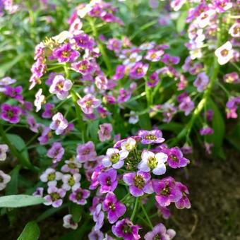 Lobularia 'Deep Lavender STREAM'