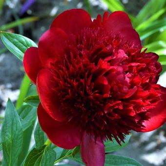 Paeonia lactiflora 'Red charm'