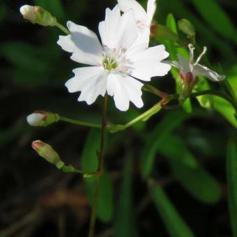 Silene alpestris