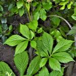 Rodgersia podophylla 'Saarbrücken' - Kijkblad, Schout bij Nacht