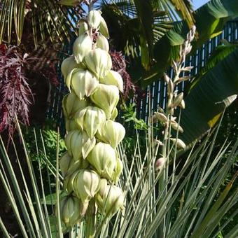 Yucca glauca