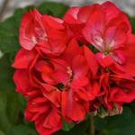 Pelargonium 'Baby Brocade' - Geranium