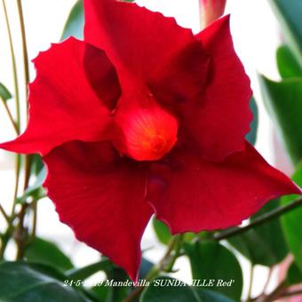 Mandevilla 'SUNDAVILLE Red'