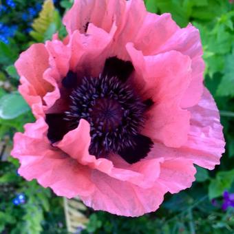 Papaver orientale 'Prinzessin Victoria Louise'