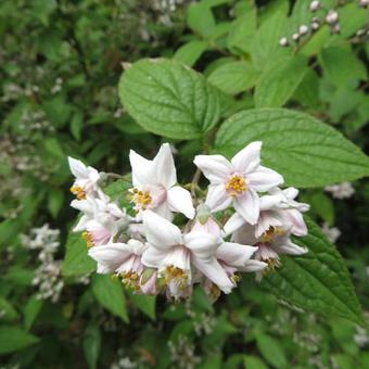 Viburnum x burkwoodii 'Mohawk'