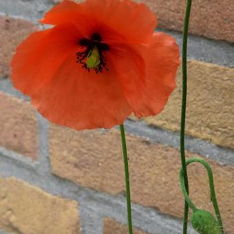 Papaver dubium