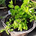 Teucrium scorodonia 'Crispum Marginatum' - Gamander, valse salie