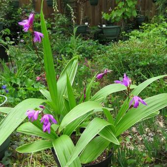 Bletilla striata purple variegated