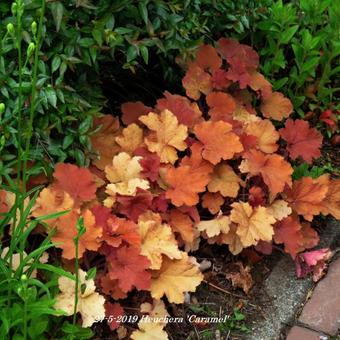 Heuchera 'Caramel'