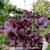 Heuchera 'Midnight Rose'