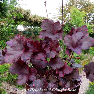 Purperklokje - Heuchera 'Midnight Rose'