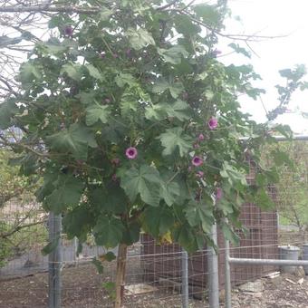 Lavatera arborea