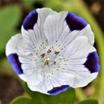 Nemophila maculata 'Five Spot' - Babyoogjes, bosliefje, haagbloempje