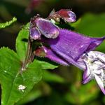 Penstemon smallii - Slangekop