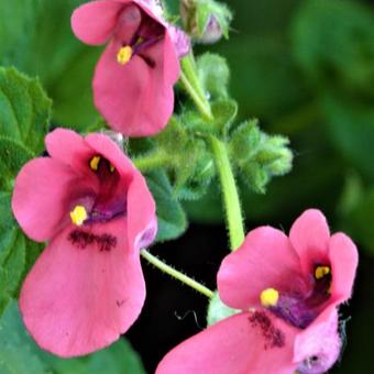 Diascia barberae 'Blackthorn Apricot'