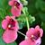 Diascia barberae 'Blackthorn Apricot'