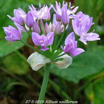 Allium uniflorum