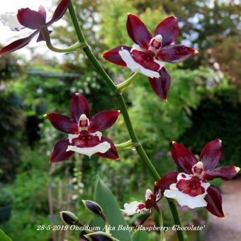 Oncidium Aka Baby 'Raspberry Chocolate'