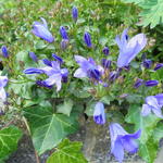 Campanula portenschlagiana 'Catharina'  - Dalmatiëklokje