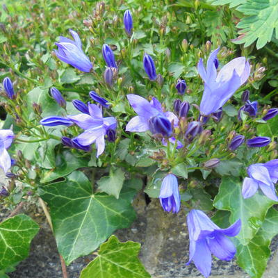 Dalmatiëklokje - Campanula portenschlagiana 'Catharina' 