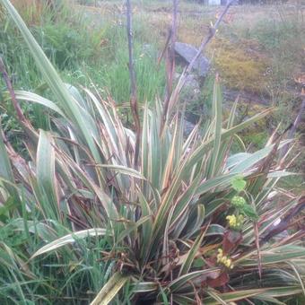 Phormium 'Duet'