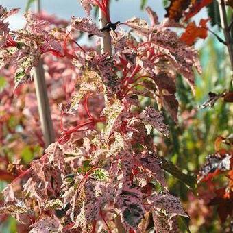 Acer conspicuum 'Red Flamingo'