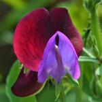 Lathyrus odoratus 'Matucana' - Reukerwt