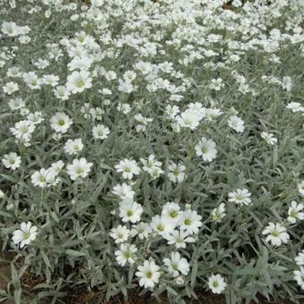 Cerastium biebersteinii