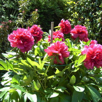 Paeonia officinalis