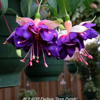 Fuchsia 'Deep Purple'