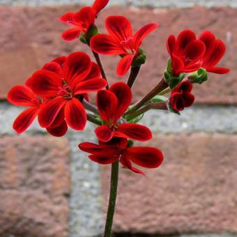 Pelargonium ardens