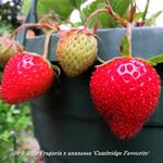 Fragaria x ananassa 'Cambridge Favourite' - Aardbei