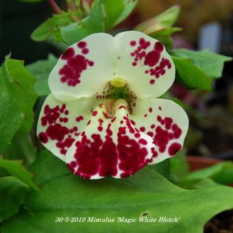 Mimulus 'Magic White Blotch'