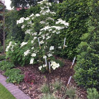 Cornus kousa 'Milky Way'