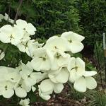 Cornus kousa 'Milky Way' - Japanse kornoelje