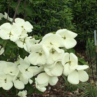 Cornus kousa 'Milky Way'