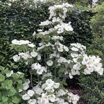 Cornus kousa 'Milky Way' - Japanse kornoelje