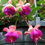 Fuchsia 'Eva Boerg' - Bellenplant