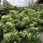 Cornus kousa 'Venus'  - Japanse kornoelje