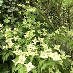 Cornus kousa 'Venus'  - Japanse kornoelje