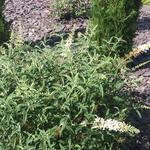 Buddleja davidii 'White Ball' - Vlinderstruik