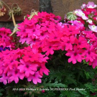 Verbena x hybrida 'SUPERBENA Pink Shades'