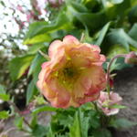 Geum 'PRETTICOATS Peach' - Nagelkruid - Geum 'PRETTICOATS Peach'