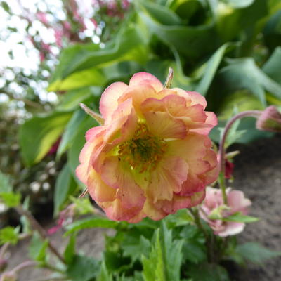 Nagelkruid - Geum 'PRETTICOATS Peach'